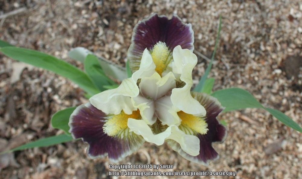 Photo of Standard Dwarf Bearded Iris (Iris 'Coconino') uploaded by 4susiesjoy