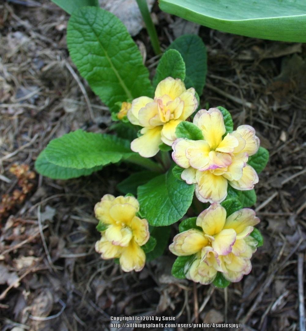 Photo of English Primrose (Primula vulgaris Belarina® Rosette Nectarine) uploaded by 4susiesjoy