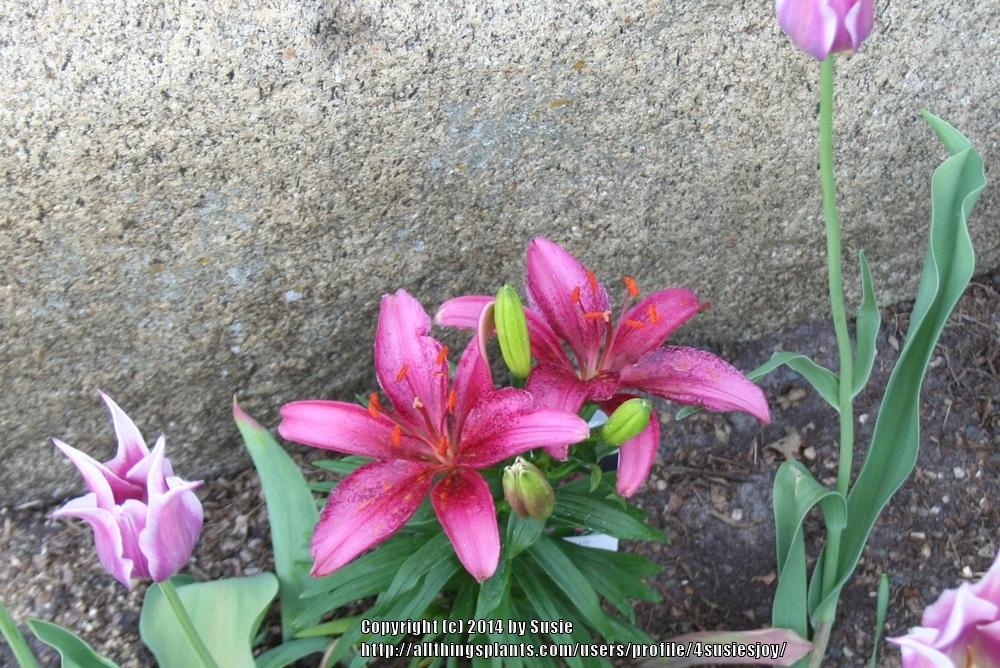 Photo of Lily (Lilium 'Tiny Spider') uploaded by 4susiesjoy