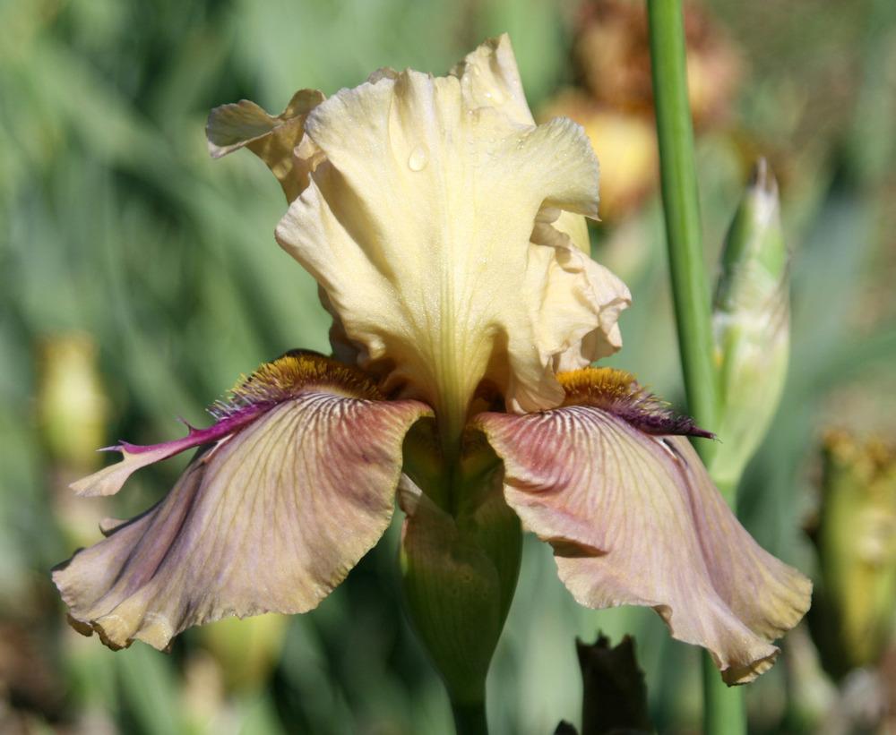 Photo of Tall Bearded Iris (Iris 'Thornbird') uploaded by Snork