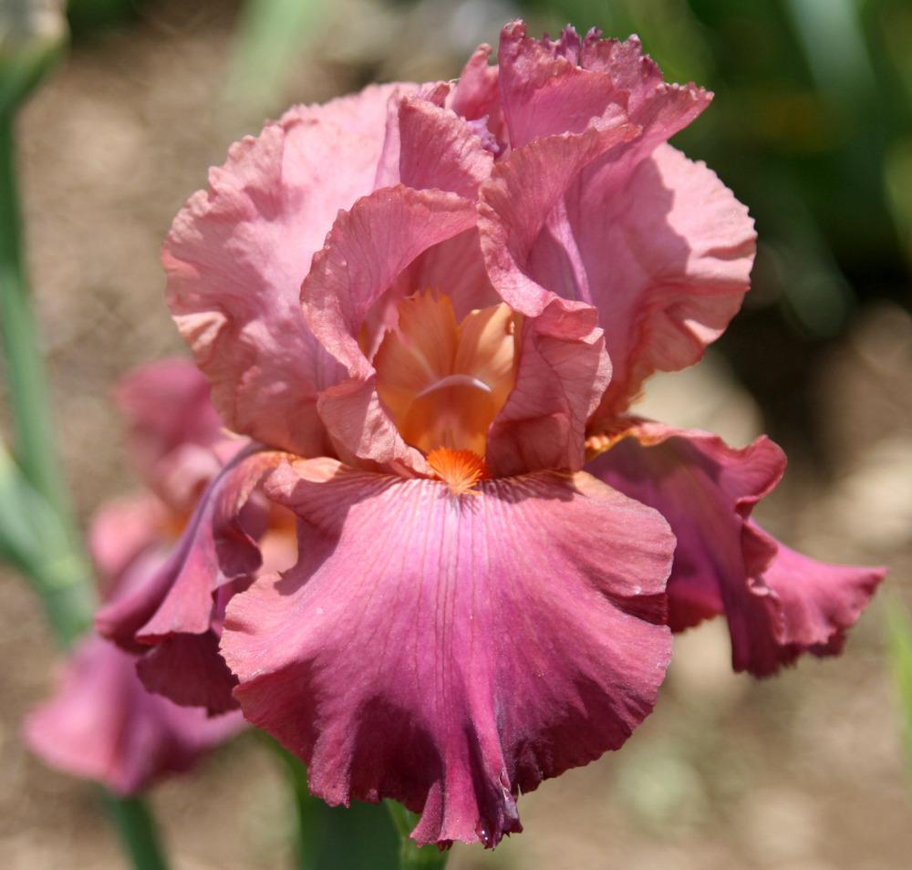 Photo of Tall Bearded Iris (Iris 'Show Time') uploaded by Snork