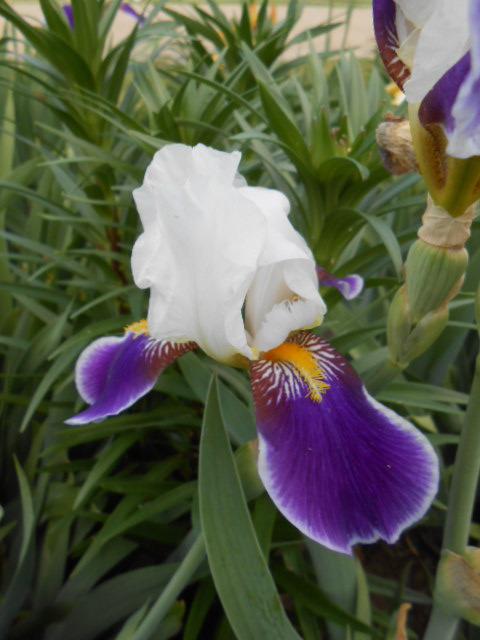 Photo of Tall Bearded Iris (Iris 'Wabash') uploaded by crowrita1