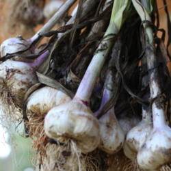 An All Things Plants Favorite: Garlic