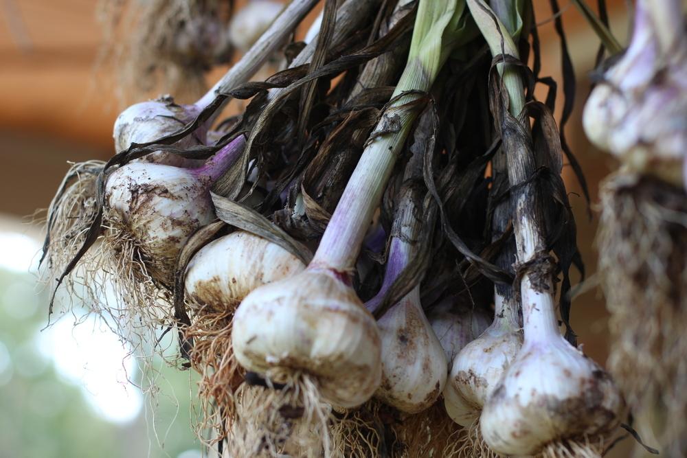 Photo of Garlic (Allium sativum 'Early Red Italian') uploaded by dave