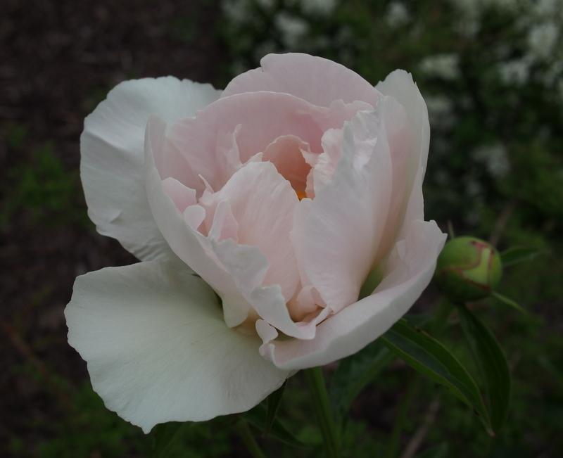 Photo of Peony (Paeonia 'Claire de Lune') uploaded by frankrichards16