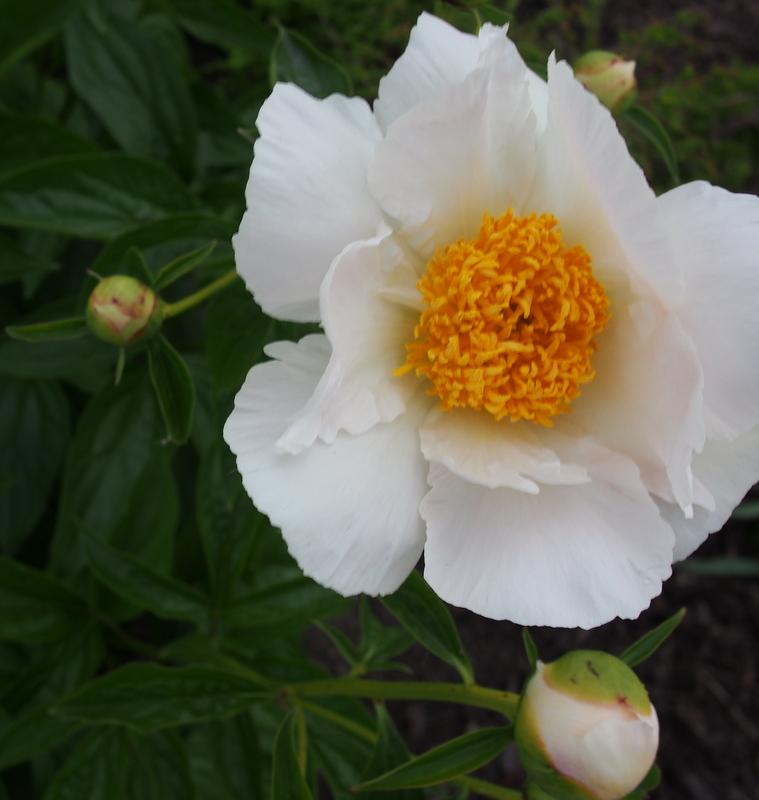 Photo of Peony (Paeonia 'Claire de Lune') uploaded by frankrichards16
