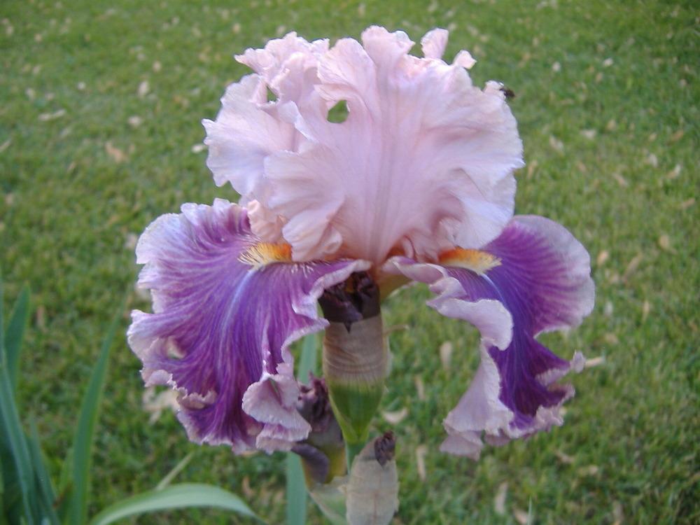 Photo of Tall Bearded Iris (Iris 'Oxford Countess') uploaded by tveguy3