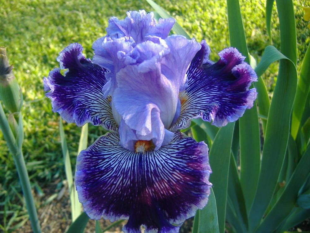 Photo of Tall Bearded Iris (Iris 'Captain Thunderbolt') uploaded by tveguy3