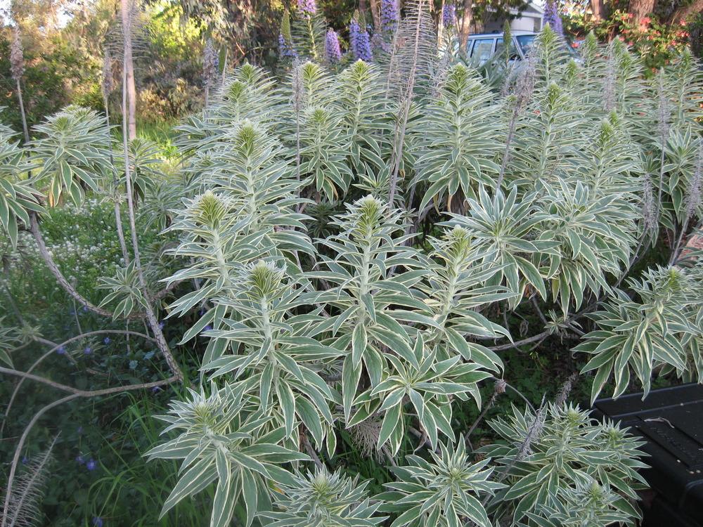 Photo of Variegated Pride of Madeira (Echium decaisnei 'Star of Madeira') uploaded by wcgypsy