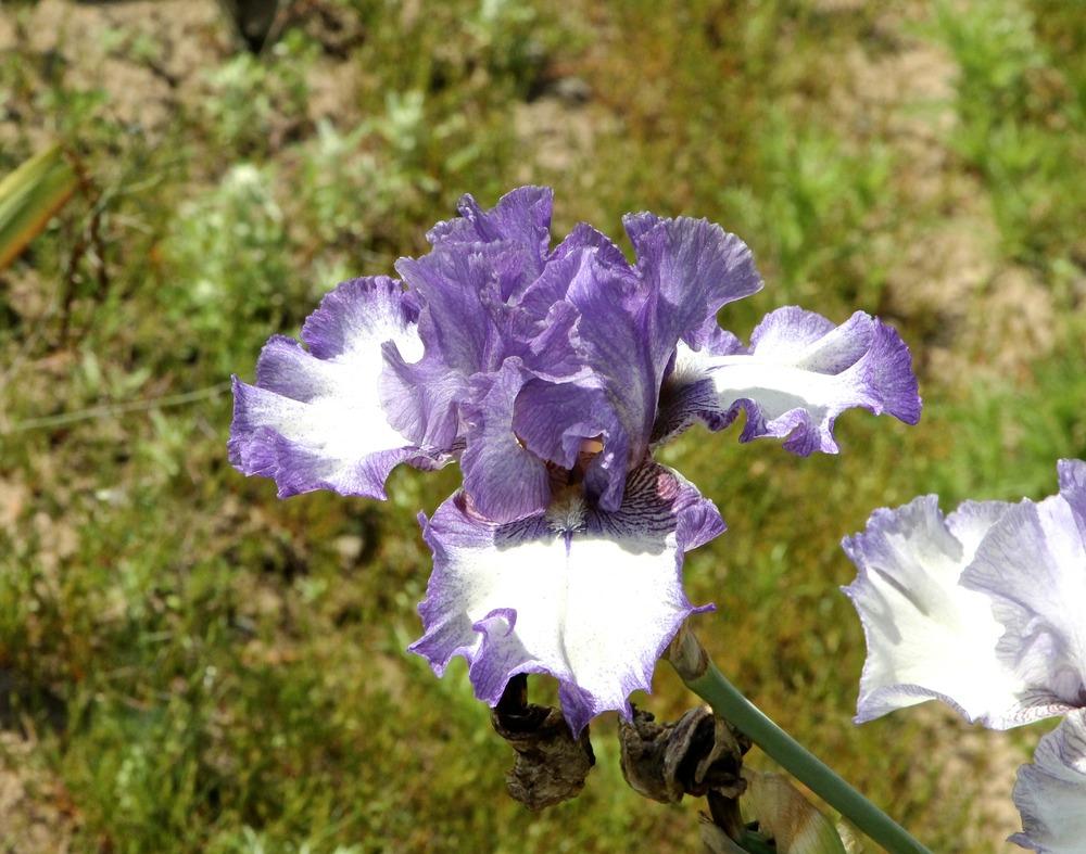 Photo of Tall Bearded Iris (Iris 'Tay Daum') uploaded by ARUBA1334