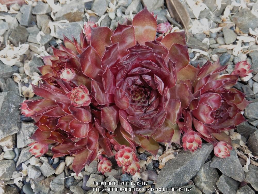 Photo of Hen and Chicks (Sempervivum 'Lilac Queen') uploaded by Patty