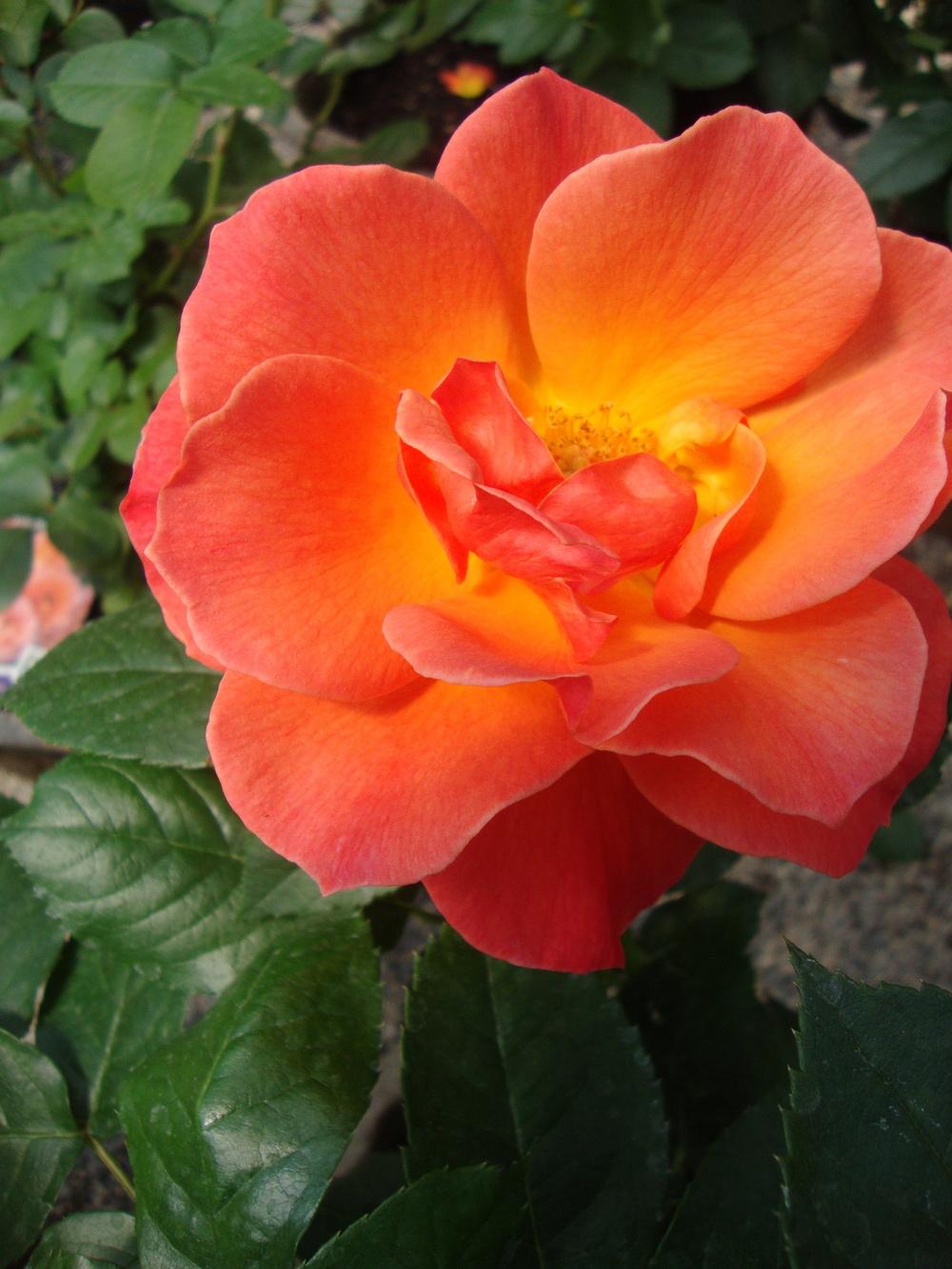 Photo of Floribunda Rose (Rosa 'Livin' Easy') uploaded by Paul2032