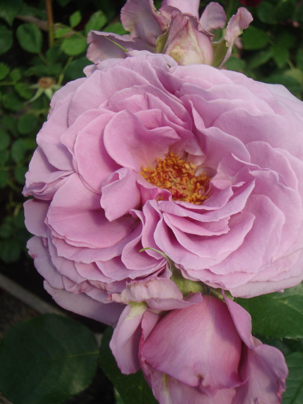 Photo of Rose (Rosa 'Love Song 2011') uploaded by Paul2032