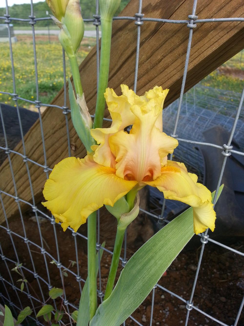 Photo of Tall Bearded Iris (Iris 'Abbondanza') uploaded by TammyB