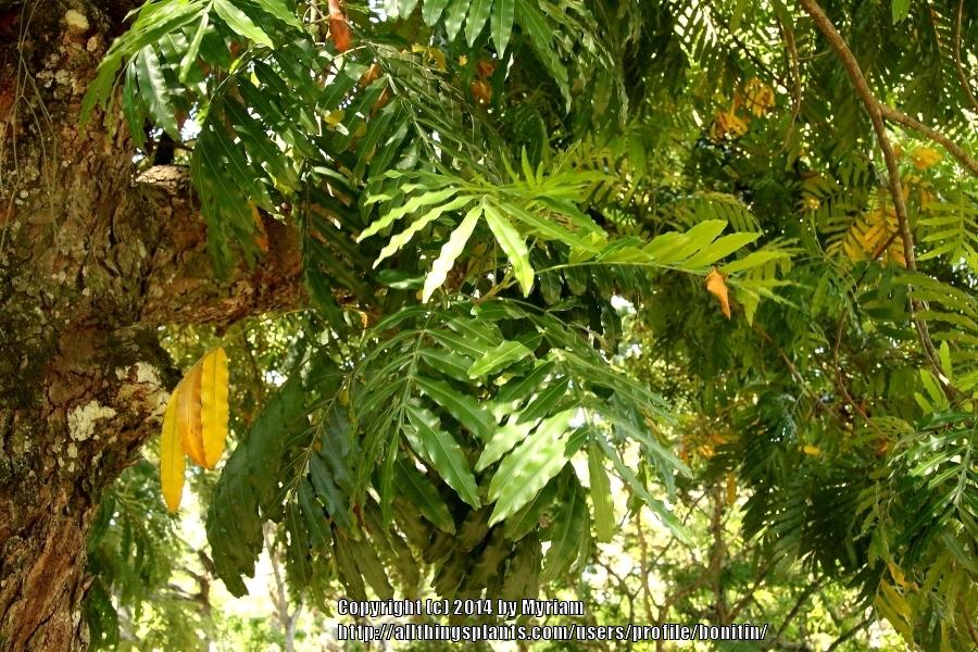 Photo of Japanese Fern Tree (Filicium decipiens) uploaded by bonitin