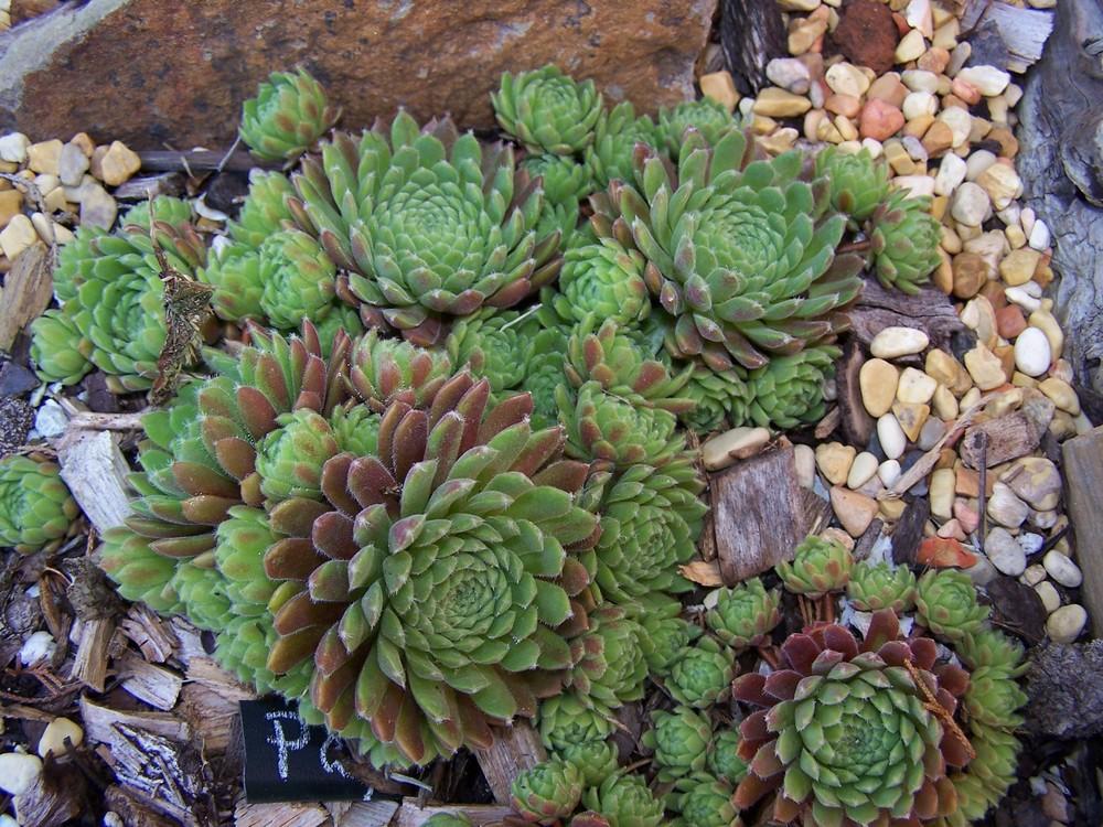 Photo of Hen and Chicks (Sempervivum 'Pax') uploaded by chickhill