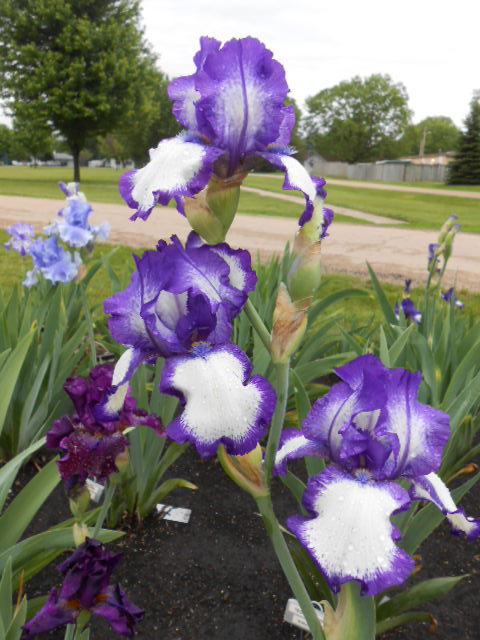 Photo of Tall Bearded Iris (Iris 'Stepping Out') uploaded by crowrita1