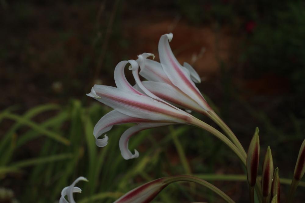 Photo of Crinum 'Milk and Wine' uploaded by dave