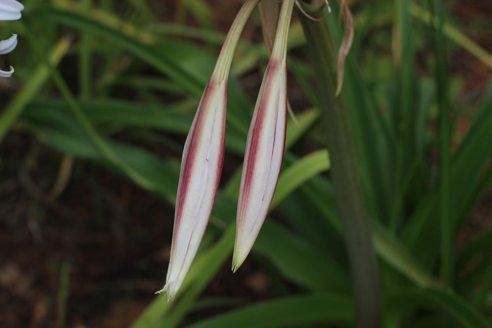 Photo of Crinum 'Milk and Wine' uploaded by dave