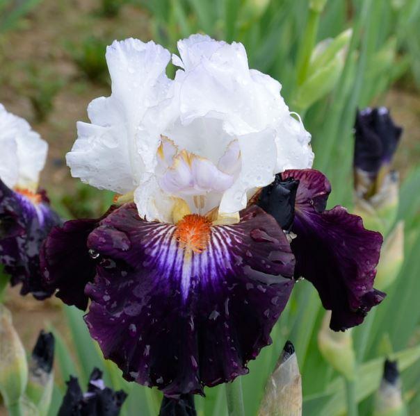 Photo of Tall Bearded Iris (Iris 'Cosmic Celebration') uploaded by diggit