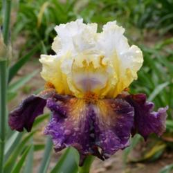 Location: Southeast Indiana
Date: May 2014
tall bearded iris 'Trumped'