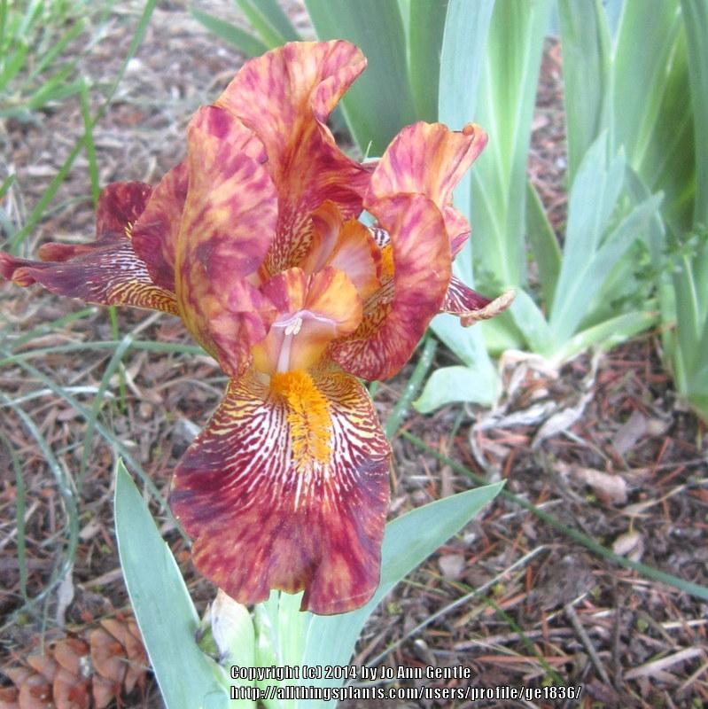 Photo of Intermediate Bearded Iris (Iris 'Peppered Leopard') uploaded by ge1836