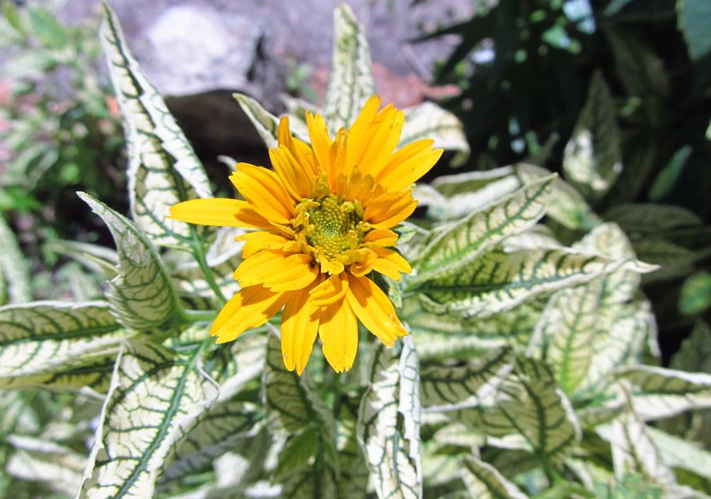 Photo of False Sunflower (Heliopsis helianthoides var. scabra Loraine Sunshine) uploaded by jmorth