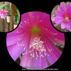 Location: At our garden in the morning
Date: 04June2014 around 7am
The morning after Epiphyllum teki bloomed.