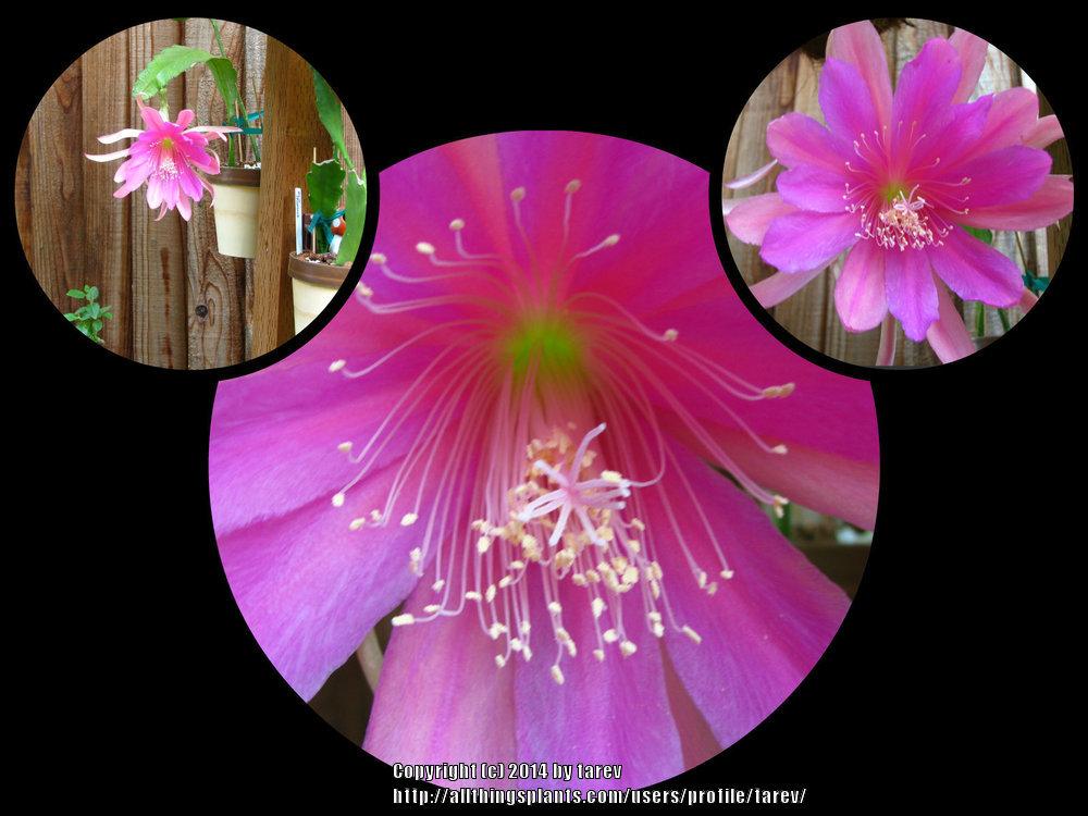 Photo of Epicactus (Epiphyllum 'Teki') uploaded by tarev