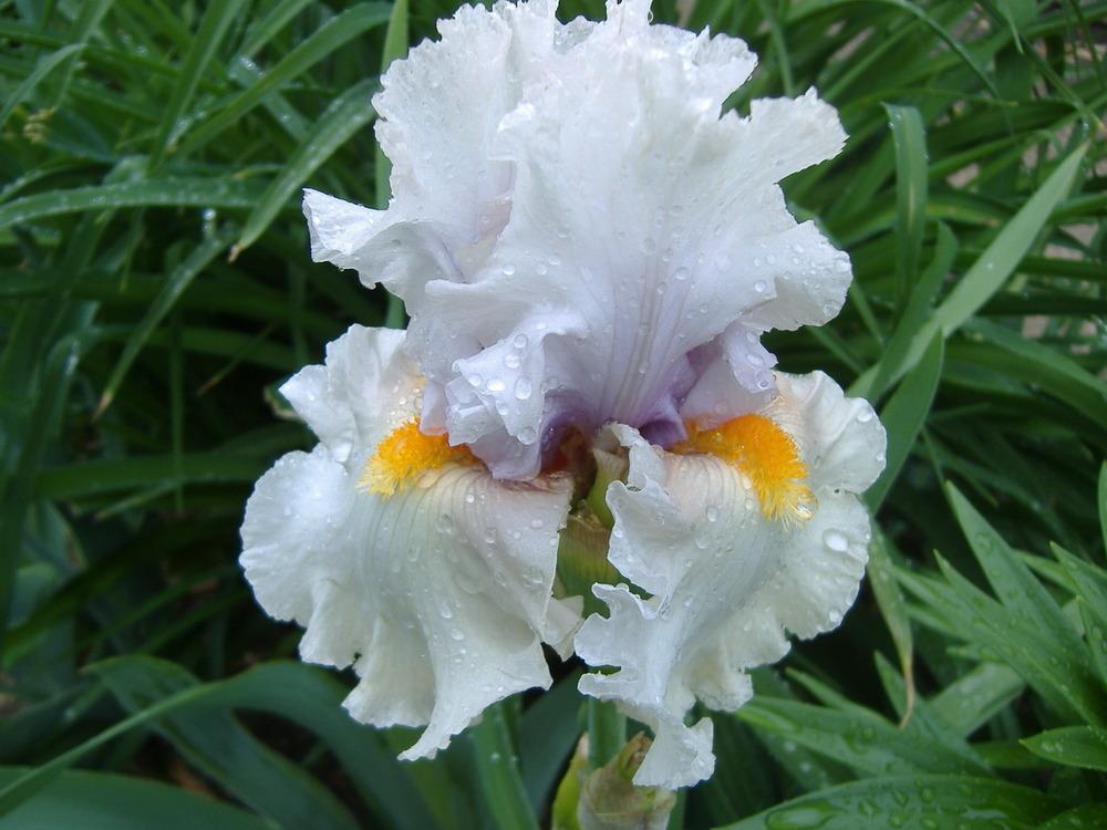 Photo of Tall Bearded Iris (Iris 'Chenille') uploaded by tveguy3