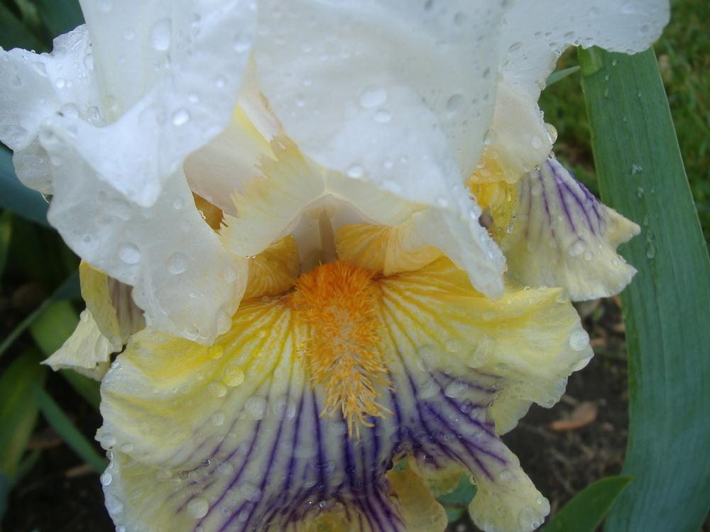 Photo of Tall Bearded Iris (Iris 'Exposé') uploaded by tveguy3