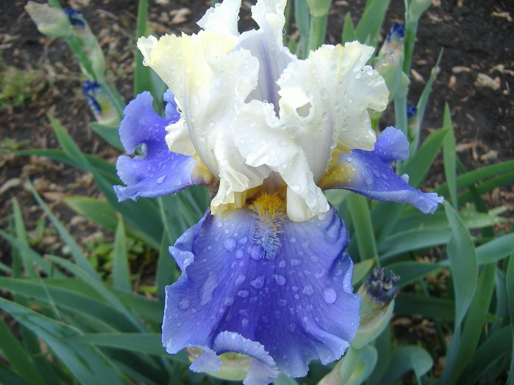 Photo of Tall Bearded Iris (Iris 'Silk Road') uploaded by tveguy3