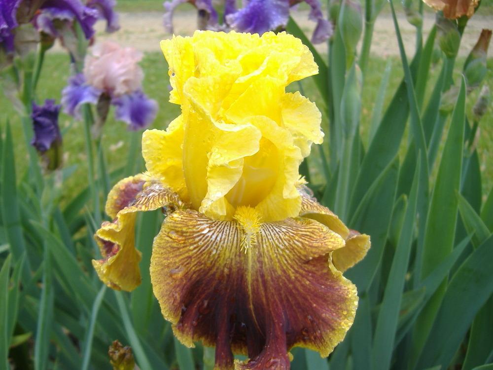 Photo of Tall Bearded Iris (Iris 'French Riviera') uploaded by tveguy3