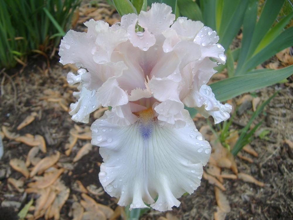 Photo of Tall Bearded Iris (Iris 'Otherside of Heaven') uploaded by tveguy3