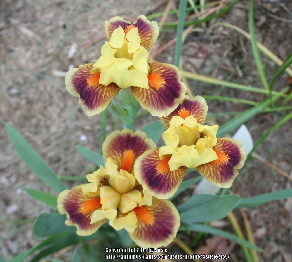 Photo of Standard Dwarf Bearded Iris (Iris 'Zooboomafoo') uploaded by 4susiesjoy