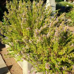 Location: Hamilton Square Perennial Garden, Historic City Cemetery, Sacramento CA.
Date: 2014-06-03
Two plants here.