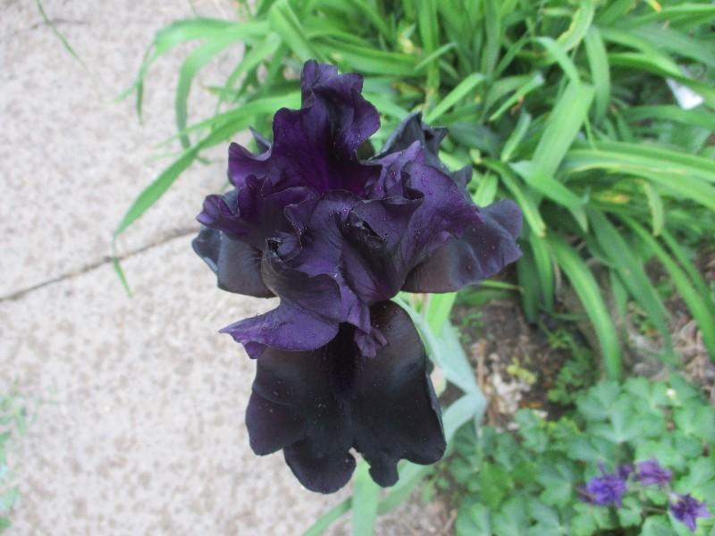 Photo of Tall Bearded Iris (Iris 'Black Is Black') uploaded by Hemlady