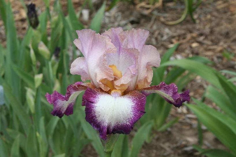 Photo of Tall Bearded Iris (Iris 'Change of Pace') uploaded by KentPfeiffer