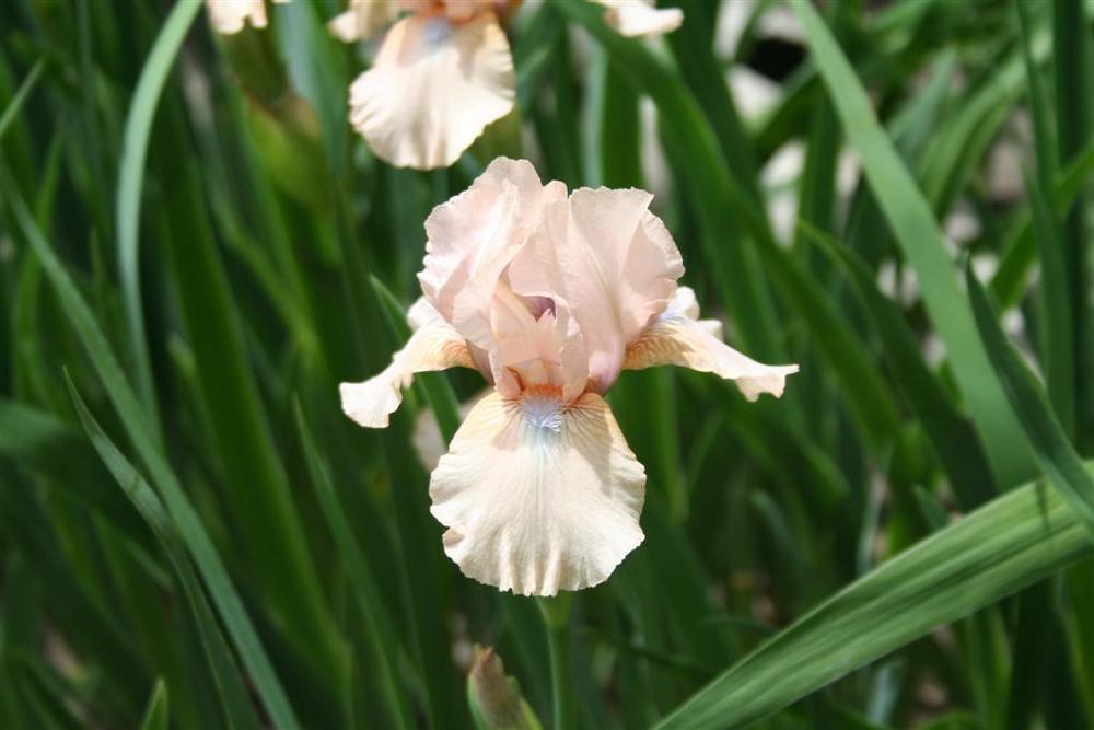 Photo of Intermediate Bearded Iris (Iris 'Concertina') uploaded by KentPfeiffer