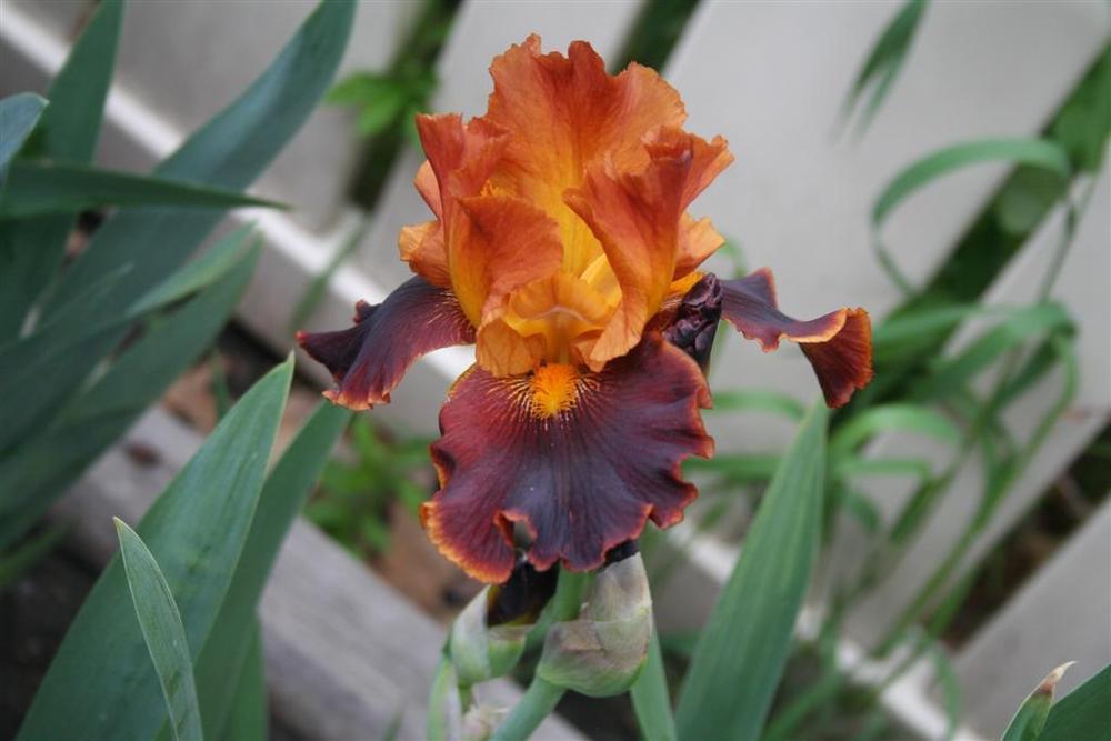 Photo of Tall Bearded Iris (Iris 'Cajun Cooking') uploaded by KentPfeiffer