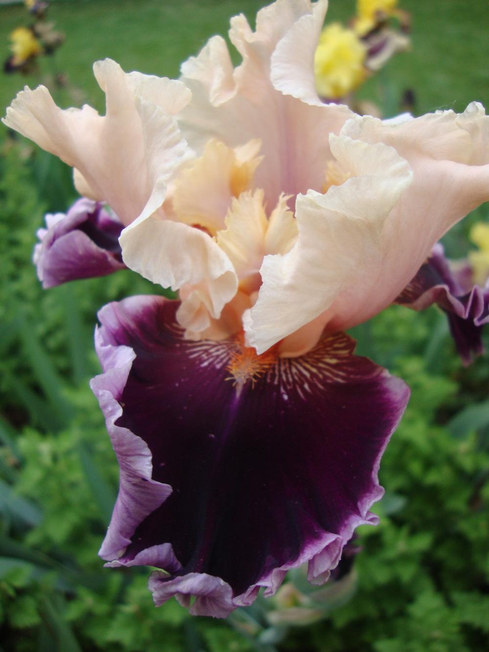 Photo of Tall Bearded Iris (Iris 'Dazzle') uploaded by Paul2032
