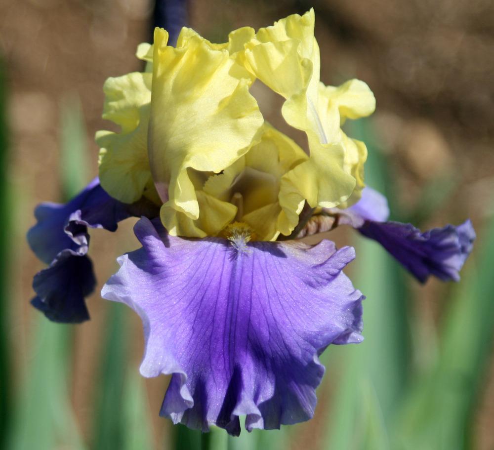 Photo of Tall Bearded Iris (Iris 'Edith Wolford') uploaded by Snork