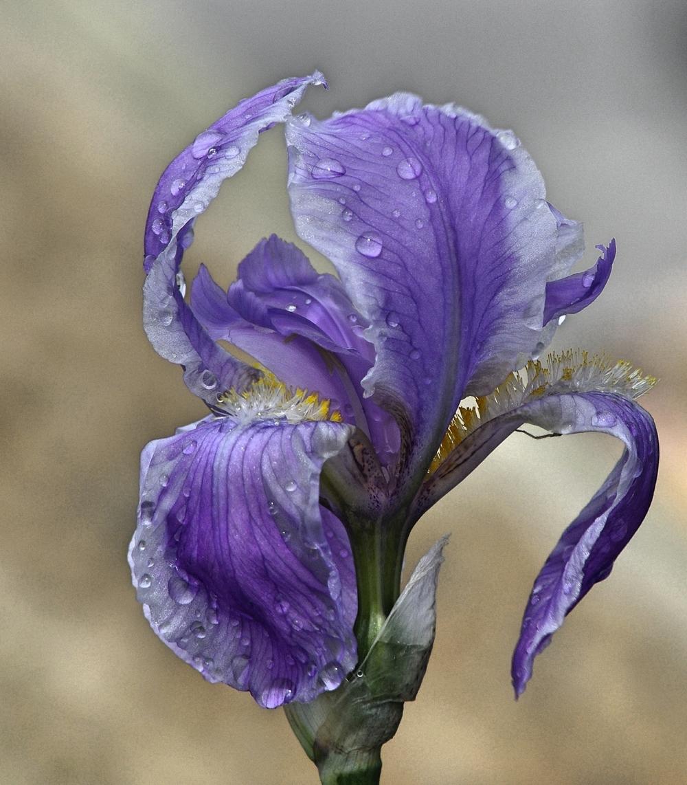 Photo of Species Iris (Iris pallida 'Argentea') uploaded by dirtdorphins