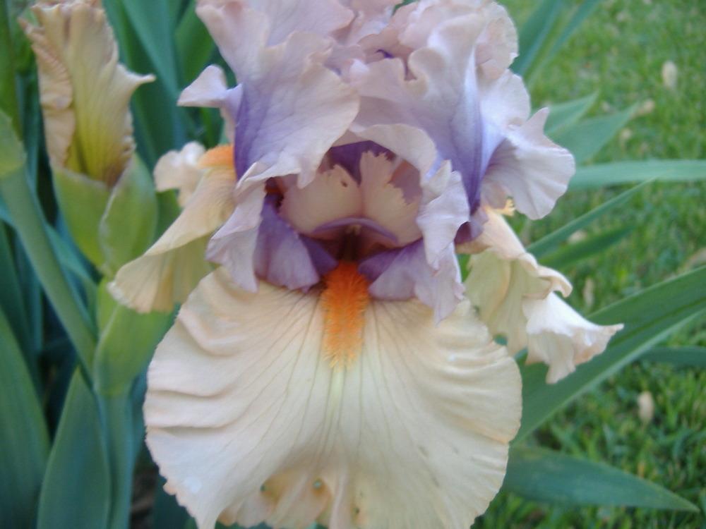 Photo of Tall Bearded Iris (Iris 'Tempesto') uploaded by tveguy3