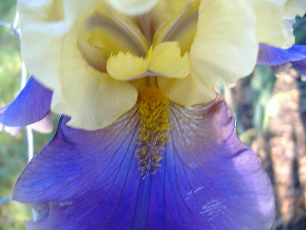 Photo of Tall Bearded Iris (Iris 'Kool Knight') uploaded by tveguy3