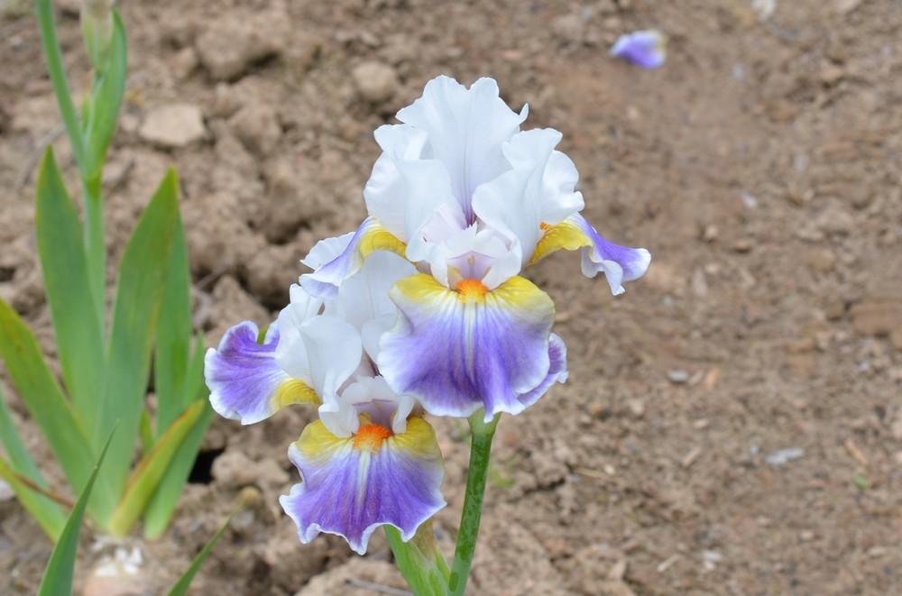 Photo of Intermediate Bearded Iris (Iris 'Dazzling') uploaded by Anne