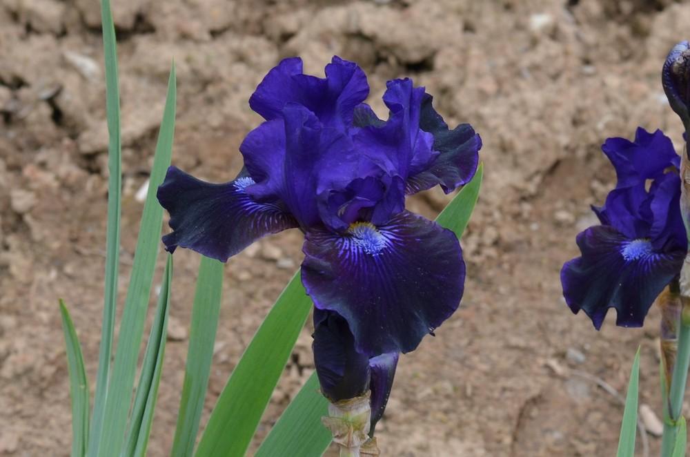 Photo of Intermediate Bearded Iris (Iris 'Star in the Night') uploaded by Anne
