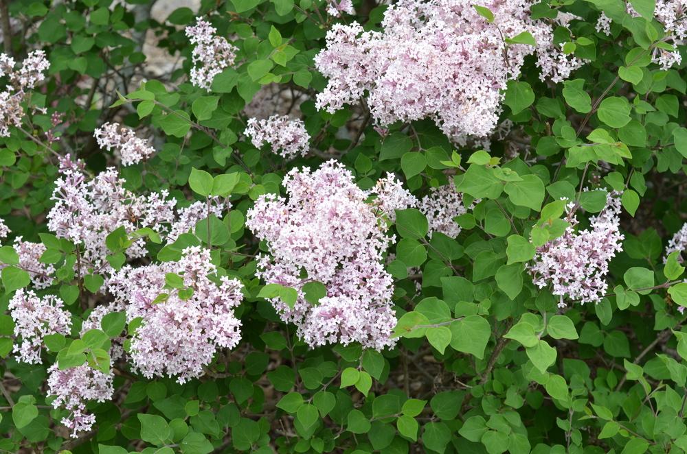 Photo of Dwarf Lilac (Syringa Josee™) uploaded by Anne