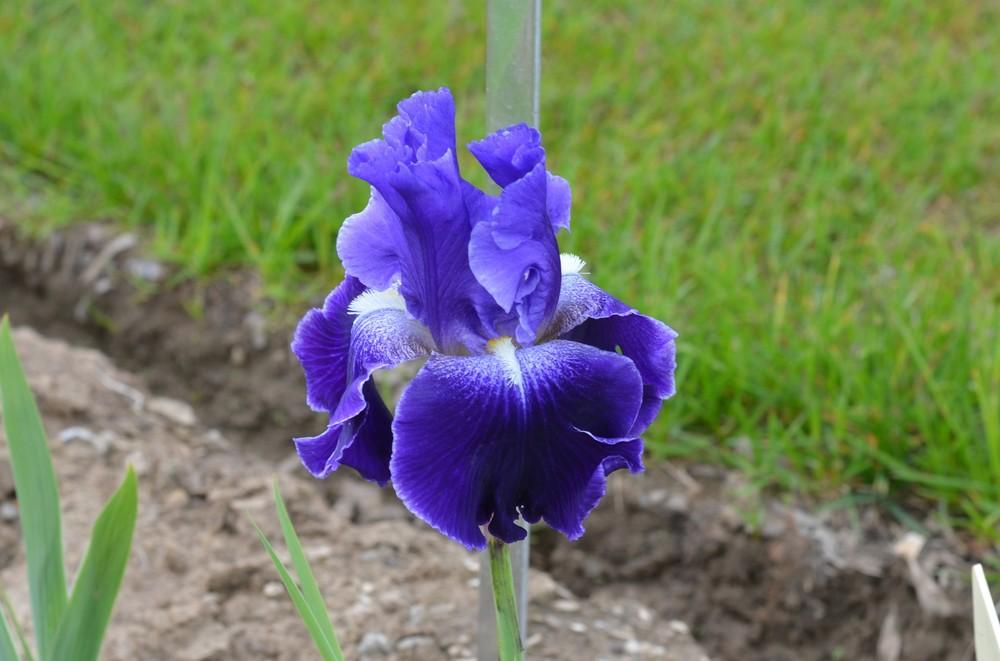 Photo of Tall Bearded Iris (Iris 'Daughter of Stars') uploaded by Anne