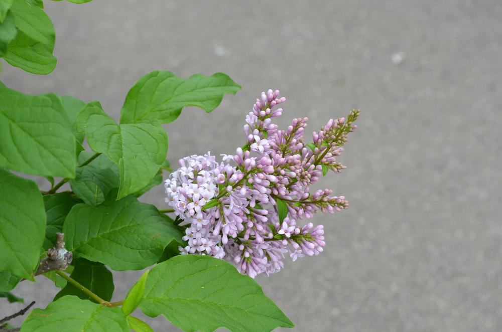 Photo of Dwarf Korean Lilac (Syringa pubescens subsp. pubescens) uploaded by Anne